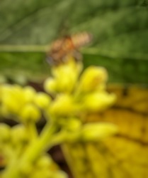 Defocused abstract background of the Apis Melifera Bee