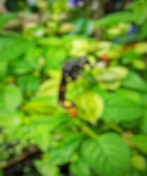 Defocused abstract background of the cerebrum bee