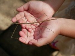 The stick insect,Tenodera Pinapavonis,on the children's hands. 