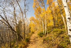 Beautiful Hiking Trail with Yellow Aspen Trees In Colorado During Fall Autumn Season on Bright Sunny Day with Beautiful Blue Sky