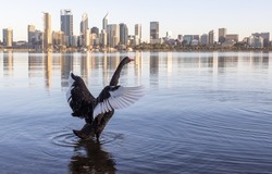 Black Swan on Swan River Perth Western Australia