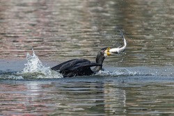 Great Cormorant bird catching a fish.