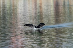 Great Cormorant Bird Landing in the water.