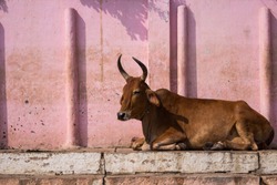 A cow on the street in India