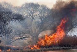 Burning flames, open burning of reed colony