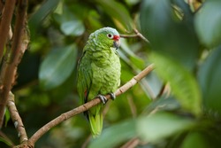Wild Crimson-fronted or Finsch's Parakeet, neotropical green parrot with red cap, natural to Nicaragua, Costa Rica and western Panama, perched on twig among leaves in rainforest.  Wild animal.