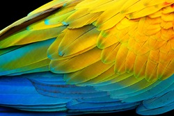 Vivid, intensive blue and yellow colored feather structure of large amazonian Scarlet Macaw parrot, Ara macao.  Wildlife photography, Costa rica.