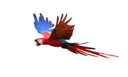 Isolated on white background, flying amazonian parrot, red and blue colored Scarlet Macaw, Ara Macao. Outstretched blue wings and red tail, side view. Wild animal, Brasilia.