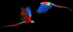 Two red parrots, isolated on black background. Bright red and blue south american parrots,  Ara macao, Scarlet Macaw, flying with outstretched wings, wild amazonian bird.