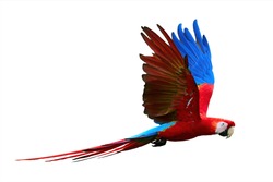 Flying wild red parrot, isolated on white background. Bright red and blue south american parrots,  Ara macao, Scarlet Macaw, flying with outstretched wings, wild amazonian bird.