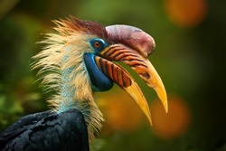 Close up, portrait of colourful hornbill native to Indonesia,  Knobbed Hornbill, Aceros cassidix. Bird of Sulawesi. 