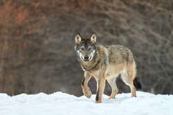 Eurasian wolf, Canis lupus lupus, huge gray wolf in winter, wild animal, close encounter, eye contact. Wolf in the forest, frosty conditions, snowfall. Poloniny mountains, Poland-Slovakia border.
