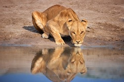 Lioness drinks, stares at the camera, reflects in the water,  direct eyes contact. Morning safari in Savuti Park, Botswana.