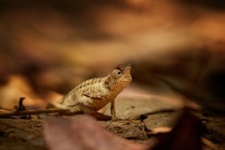 Hidden Animals: Brown leaf Chameleon, Brookesia Superciliaris, a small chameleon Imitating the Brown Leaves. Shades of brown and gold colors. Ranomafana national park, Madagascar.
