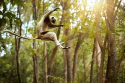 Jumping lemurs: Coquerel's sifaka, Propithecus coquereli, Lemur in the Air against Rain Forest canopy, monkey Endemic to Madagascar, red and white colored fur and long tail. Madagascar.