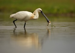 White Eurasian Spoonbill Platalea leucorodia in the lagoon on successful  hunt with fish in its beak. Calm surface reflects spoonbill and background. Europe, Hungary