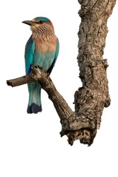 Close up, wildlife photo of sparkling blue and violet bird, Indian Roller,  Coracias benghalensis perched on dead branch, isolated on white background. UdaWalawe national park,Sri Lanka.