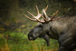 Close-up portrait of european Moose, Alces alces alces, bull (male) from side view in scandinavian forest.  Autumn,Europe. 