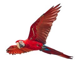 Isolated on white background, bright red and blue south american parrot,  Ara macao, Scarlet Macaw, flying with outstretched wings, amazonian bird. 