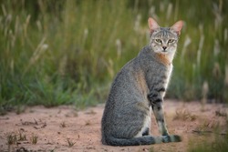 Close up, African Wildcat, Felis silvestris lybica on red sand of Kalahari against green long grass in background, staring directly at camera. Wildlife photography,  Kalahari desert,  South Africa.