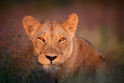 Portrait of wild Panthera leo vernayi, Kalahari lioness in typical environment of Kalahari desert, orange eyes in contact, illuminated by first sun rays. Kgalagadi transfrontier park, Botswana