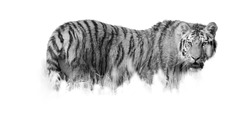 Fine art photo, black and white Siberian tiger, Panthera tigris altaica partly hidden in the grass.
