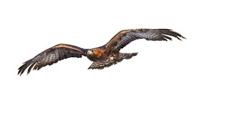 Isolated on white background, flying Golden eagle, Aquila chrysaetos, big bird of prey with  outstretched wings. Front view. Eagle flying directly at camera. Action photo.