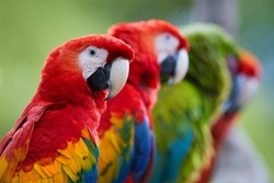 Ara parrots, Scarlet Macaw and Great green macaw, portrait of four red and green, colorful amazonian parrots in a row, focused on first. Wild animals, Costa Rica, Central America.