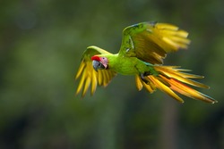Endangered parrot, Great green macaw, Ara ambiguus, also known as Buffon's macaw. Green-yellow, wild tropical forest parrot, flying with outstretched wings against blurred background. Nicaragua