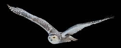 Isolated on black background,  flying beautiful Snowy owl Bubo scandiacus. Magic white owl with black spots and bright yellow eyes flying with fully outstretched wings. Symbol of arctic wildlife. 