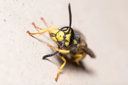 Vespula germanica wasp posed on a concrete wall