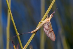 Ephemera lineata mayfly posed on a twig under the sun