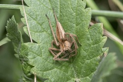 Nursery web spider, Pisaura mirabilis, posed on a green plant on sunny day