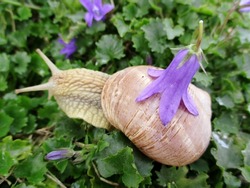 Close-up of a funny burgundy snail with a flower on its back, crawling on a bed of bellflowers in the garden of the house. October 2020