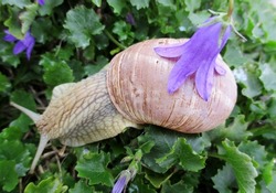 Close-up of a funny burgundy snail with a flower on its back, crawling on a bed of bellflowers in the garden of the house. October 2020