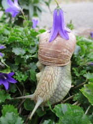 Close-up of a funny roman snail with a flower on its back, crawling on a bed of bellflowers in the garden of the house. Burgundy, France. October 2020