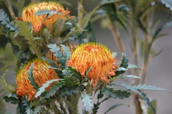 Australian native Showy Dryandra flower heads, Banksia formosa, family Proteaceae. Endemic to south west Western Australia. Formerly known as Dryandra formosa.