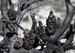 Open seed follicles of Banksia serrata cones on a burnt tree branch following a bushfire in Sydney woodland, NSW, Australia