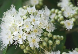 Close up of white flowers and buds of the Australian native Lemon Myrtle, Backhousia citriodora, family Myrtaceae. Endemic to coastal rainforest of NSW and Queensland. Lemon scented aromatic foliage