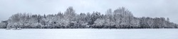 panoramic winter landscape. forest trees covered by freshly fallen snow.