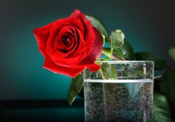 Rose flower in a glass of water. Flowers on a blue background