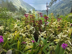 A collection of flowers behind the beautiful view of Lake Toba, North Sumatra Indonesia