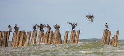 Great Cormorant - resting birds  on autumn migration way on an old sea bridge remains 