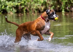 Boxer Dog playing in the river