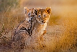 lion cubs playing