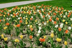 Orange, white and yellow tulip bed in Niagara Falls        