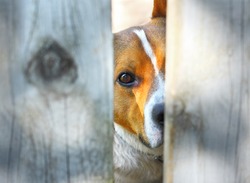 Dog behind a fence