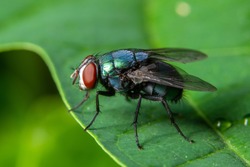 Macro fly green