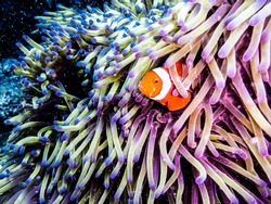 Clownfish peaking out of an anemone. Taken while diving at the Great Barrier Reef, Queensland, Australia.