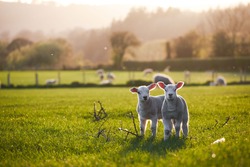 spring Lambs in countryside in the sunshine